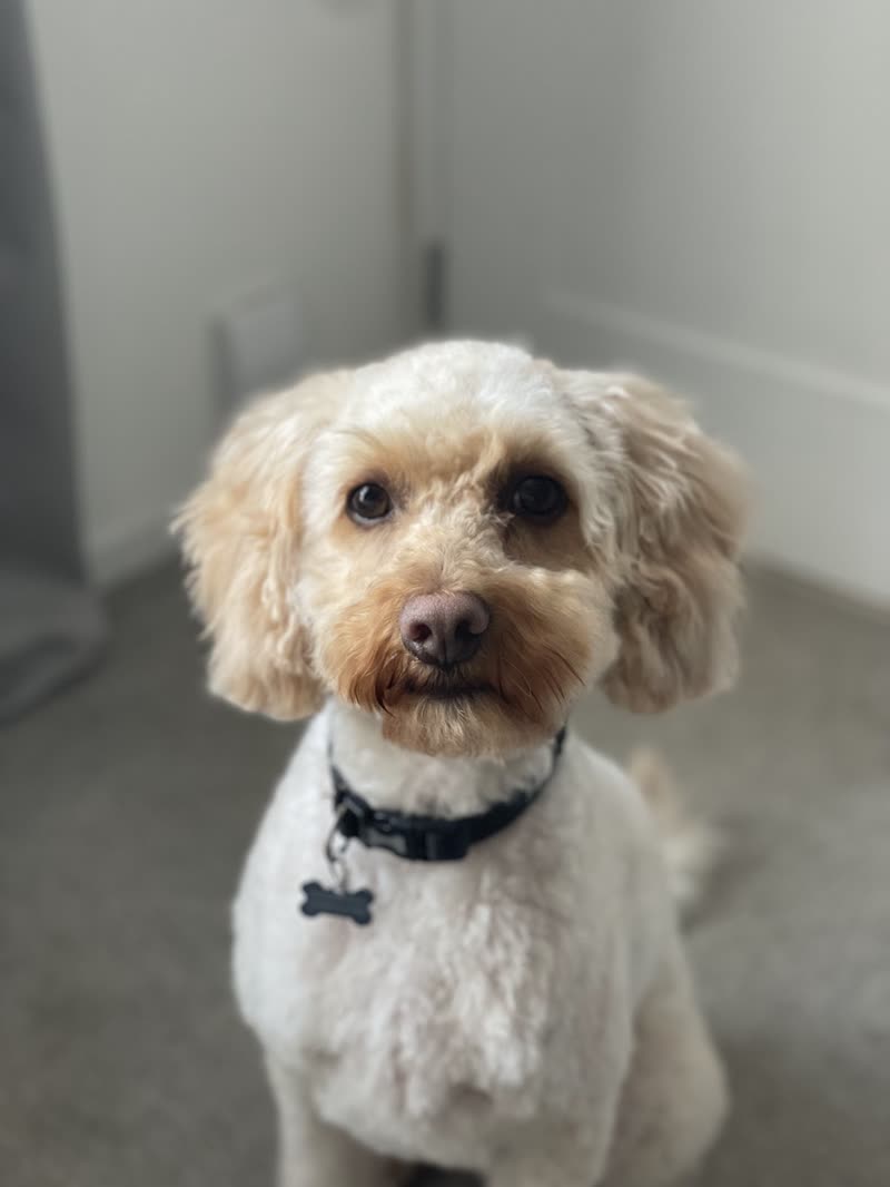 Cream cavapoo with a tidy fresh groom and black collar sitting on a carpet